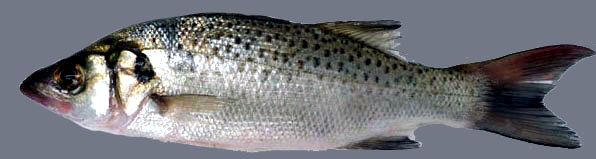 Dicentrarchus punctatus_06